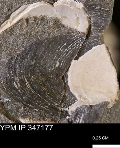 undet. Bivalvia