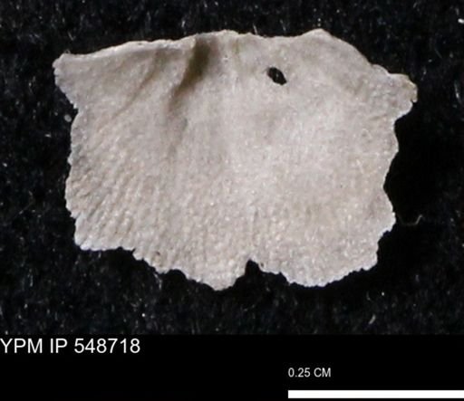 Stropheodonta perplana