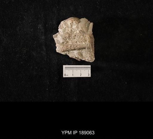Orthoceras sp.