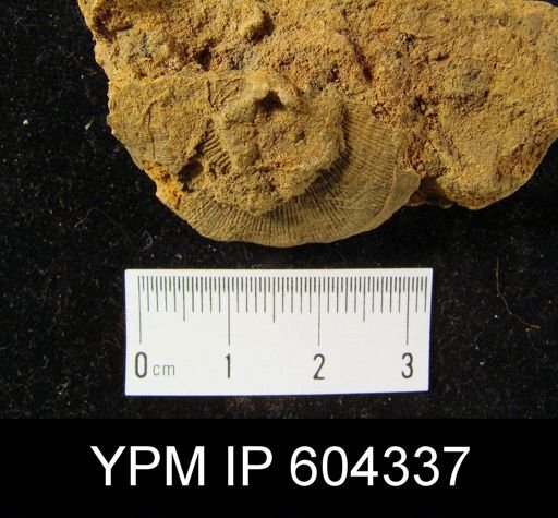 Leptaena sp.