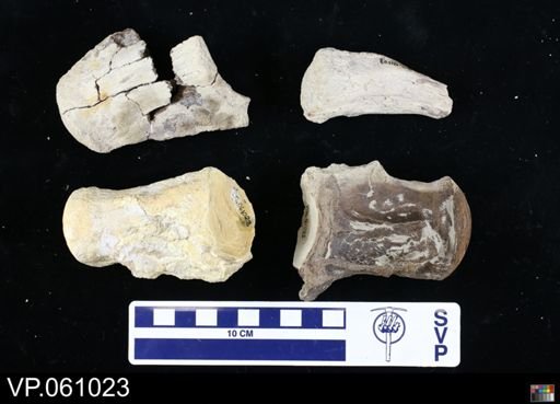 undet. Mosasauridae