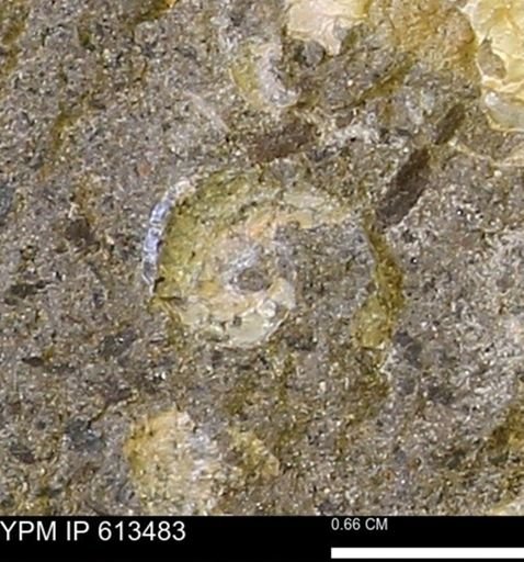 Scaphites sp.