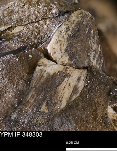 undet. Mollusca