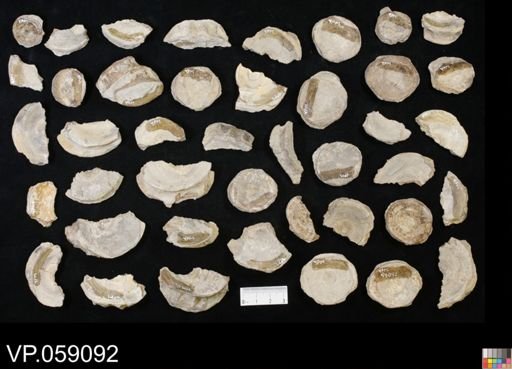 undet. Chondrichthyes