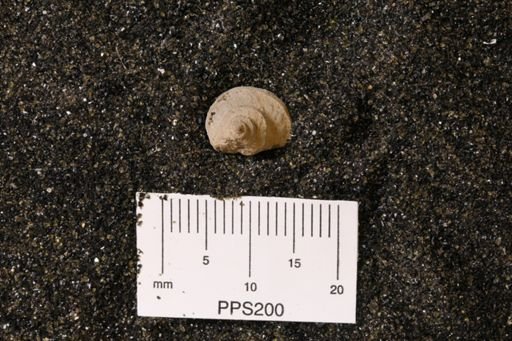 Philoxene laevis