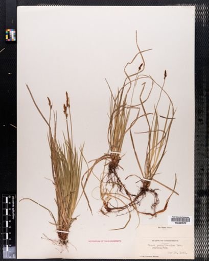 Carex pensylvanica