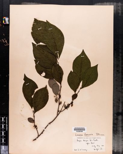 Lindera benzoin