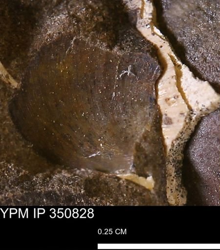 Limopsis striatopunctatus