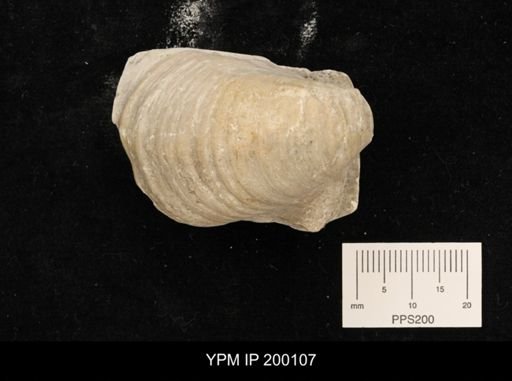 Actinoceramus sulcatus