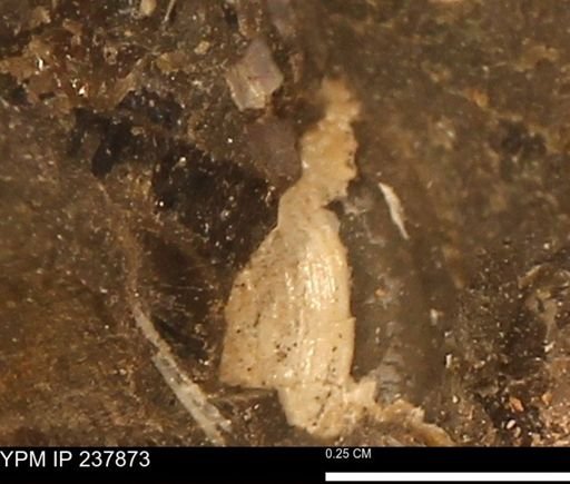 Limopsis striatopunctatus