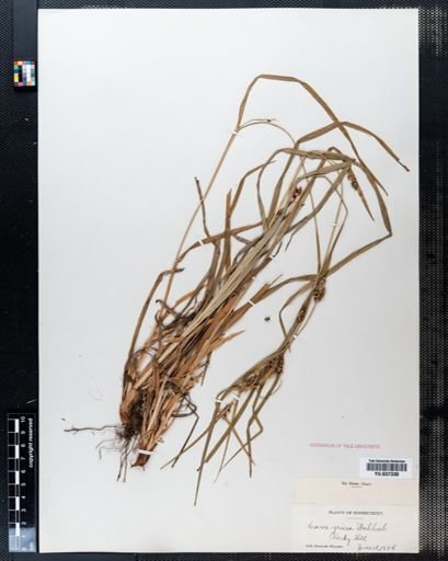Carex grisea