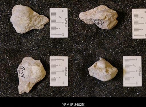 Pholadomya (Procardia) sp.