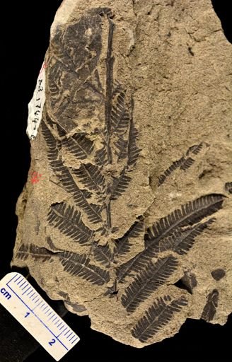 Calcaropteris boeselii