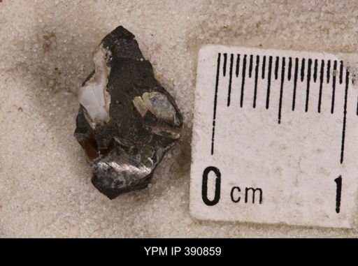 Baculites sp.