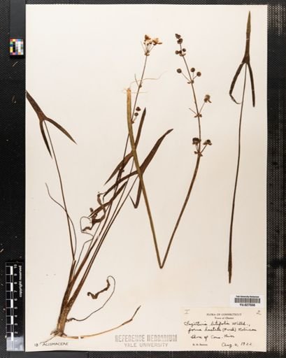 Sagittaria latifolia