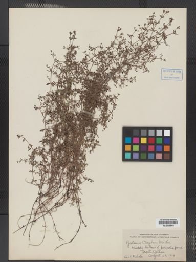 Galium tinctorium