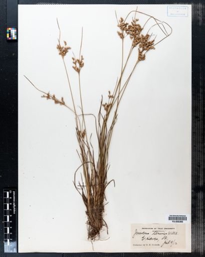 Juncus tenuis