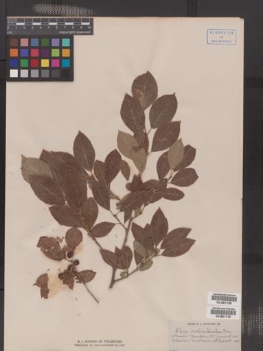 Ilex verticillata