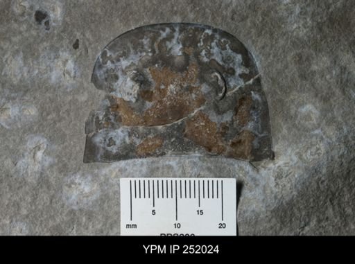 Eurypterus sp.