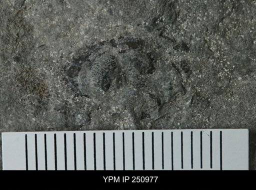 undet. Phacopidae