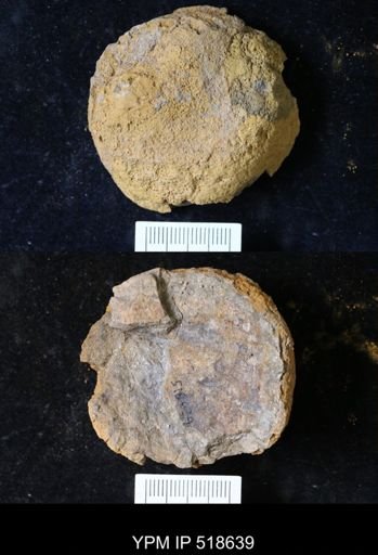 undet. Echinodermata