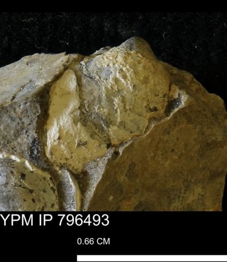 Pteria linguiformis