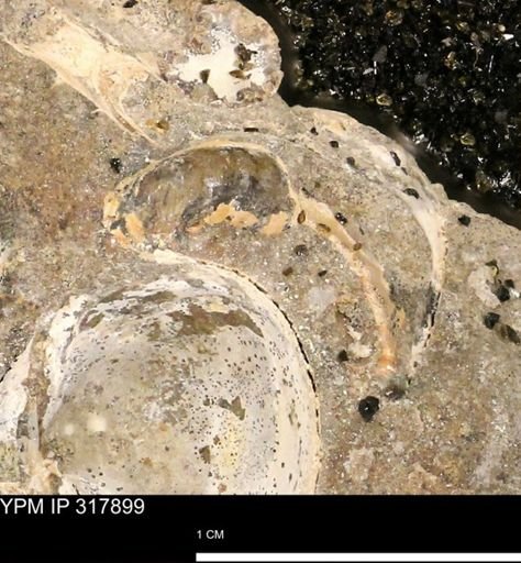 Hoploscaphites sp.
