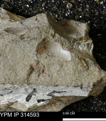 undet. Ammonoidea