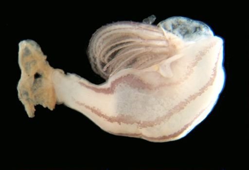 Conchoderma virgatum