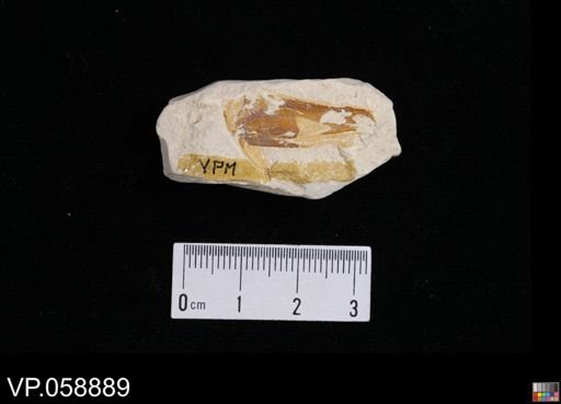 undet. Actinopterygii