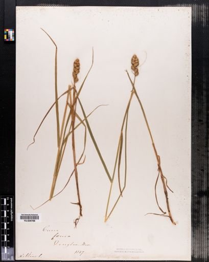 Carex