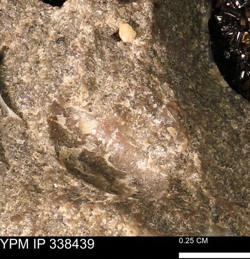 undet. Mollusca
