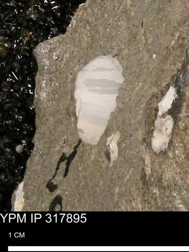 undet. Mollusca