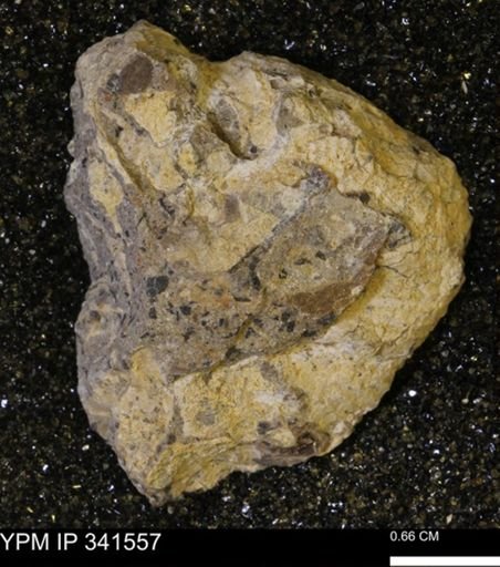 Scaphites sp.