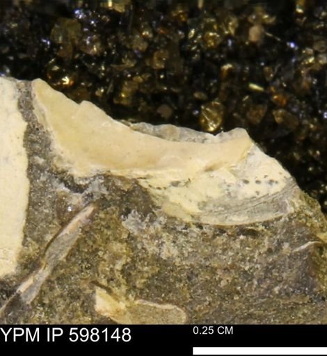 Limopsis striatopunctatus