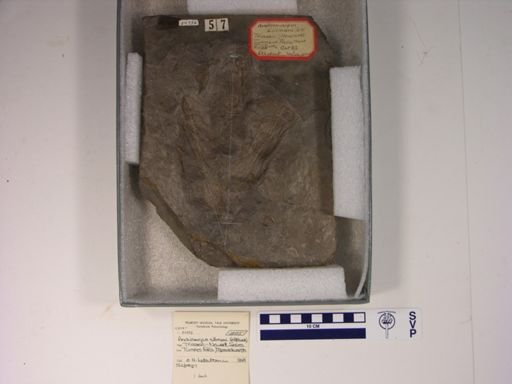 Anchisauripus sillimani