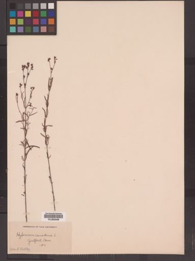 Hypericum canadense