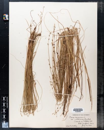 Carex canescens