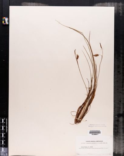 Carex limosa