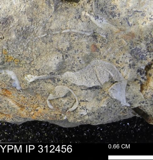 undet. Mollusca