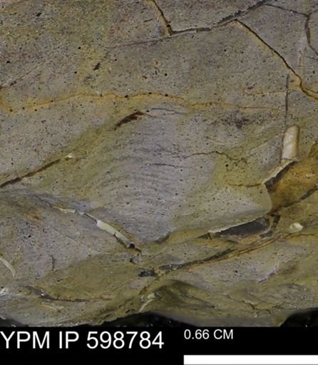 Nuculanidae?