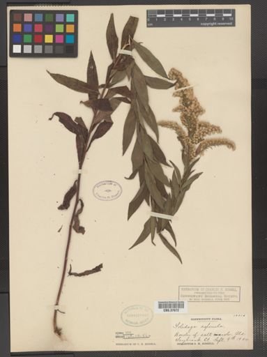 Solidago asperula