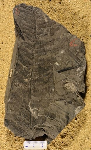 Pecopteris sp.