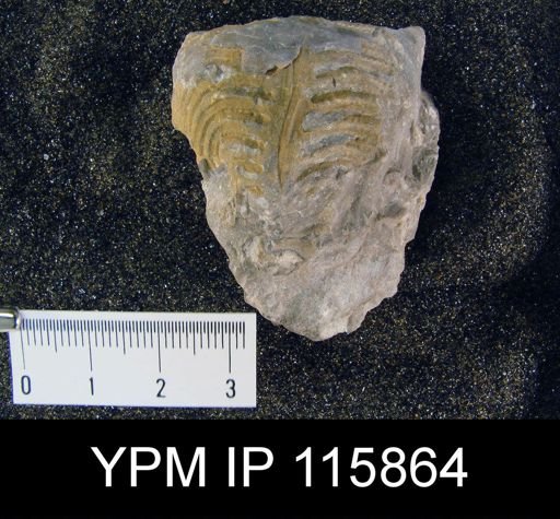 Lyttonia nobilis americanus