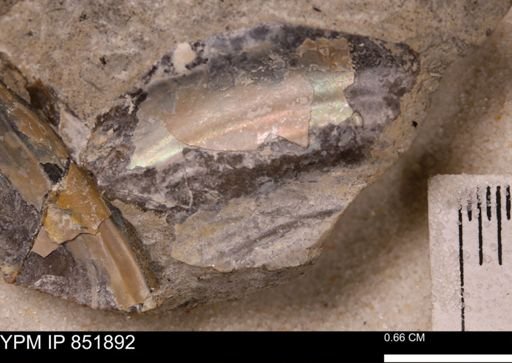Bivalvia