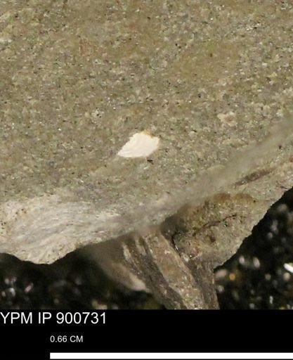 undet. Mollusca