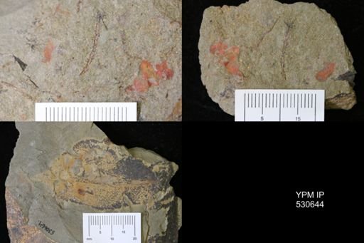 Porifera?