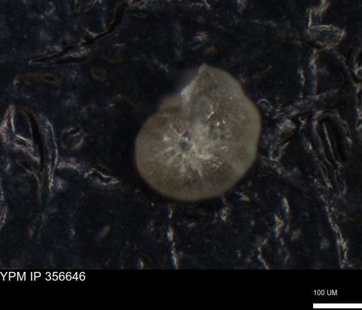 undet. Foraminiferida