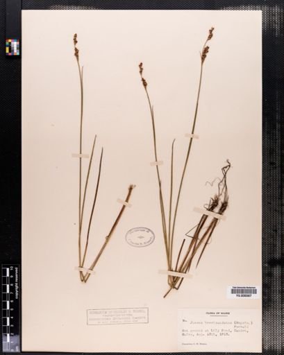 Juncus brevicaudatus