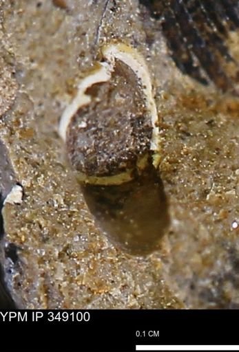 undet. Scaphopoda